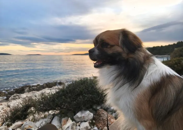 Grdelin Τρογκίρ